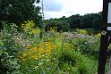 2009-08-14, Pillnitz (2)